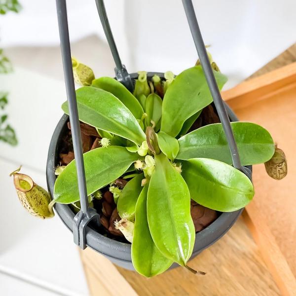 PLANCHU 食虫植物 ネペンテス フーケリアナ 3.5号吊り鉢 育て方