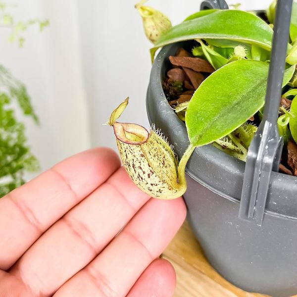 PLANCHU 食虫植物 ネペンテス フーケリアナ 3.5号吊り鉢 育て方