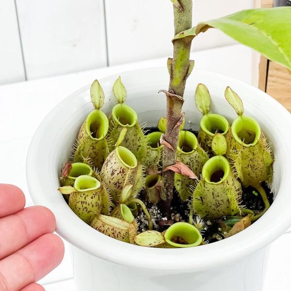 食虫植物 ネペンテス アンプラリア 5号ロング鉢 受け皿付き 育て方説明
