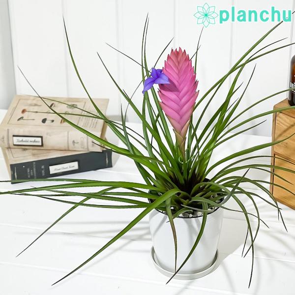 PLANCHU 観葉植物 ワリシア キアネア 4号鉢 受け皿付き 育て方
