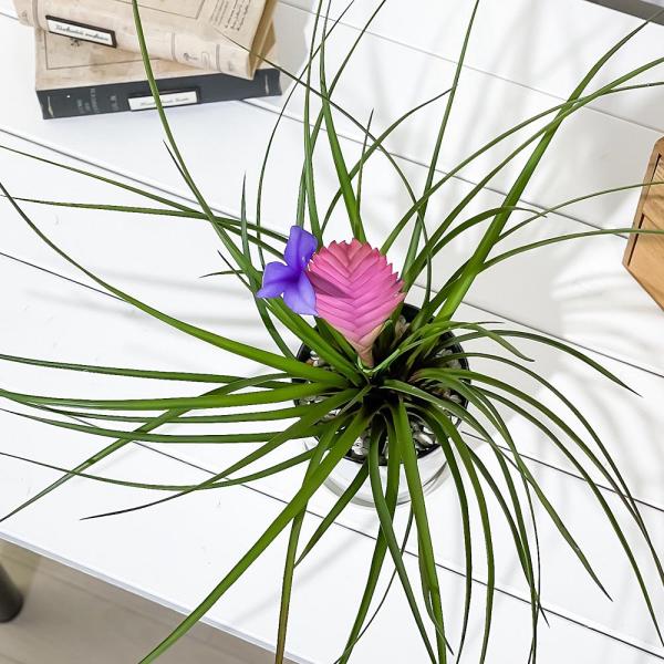 PLANCHU 観葉植物 ワリシア キアネア 4号鉢 受け皿付き 育て方説明書 