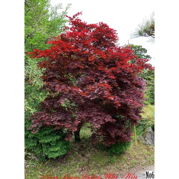 2020年 美景美観 野村紅葉(ノムラモミジ)の大樹 No7 (Dark RED) /【Buyee】