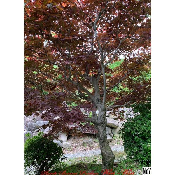 2020年 美景美観 野村紅葉(ノムラモミジ)の大樹 No7 (Dark RED) /【Buyee】