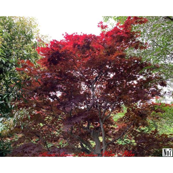 2020年 美景美観 野村紅葉(ノムラモミジ)の大樹 No7 (Dark RED) /【Buyee】