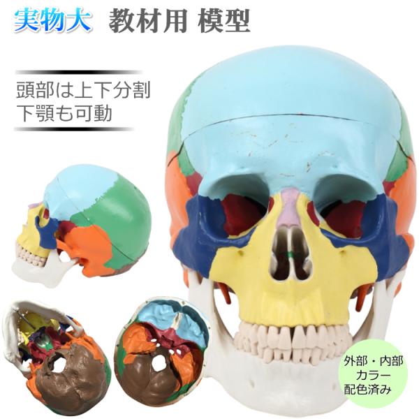 【SALE／37%OFF】 ドイツ エルラージマ社 顎関節可動式 各部位配色 頭蓋骨模型 医学一般
