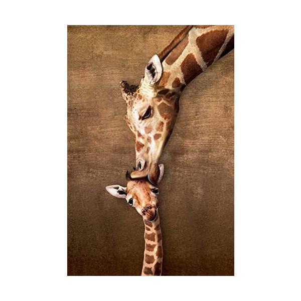 キリン ママのキス ポスター 軽量アルミ製フレーム付 Giraffe Mother's