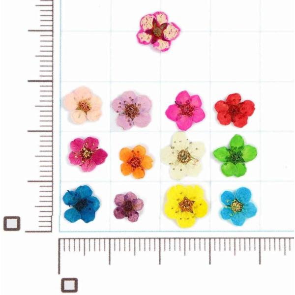 ドライフラワー 上質 押し花 こでまり 120枚 ネイル パーツ レジン  