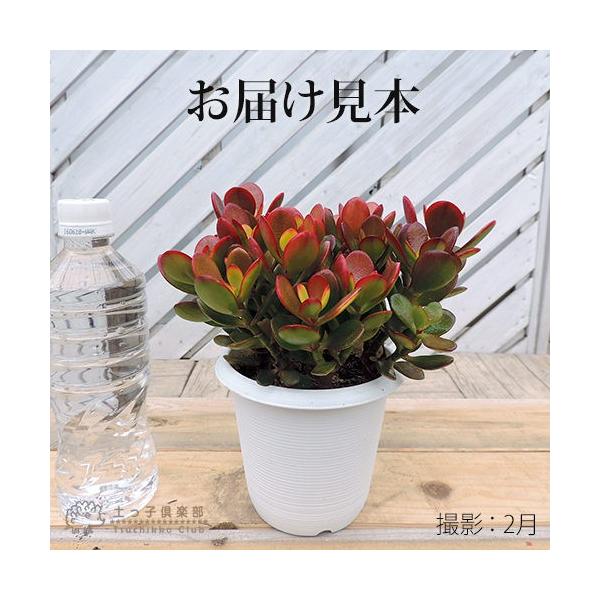 多肉植物 『 黄金姫花月 』 4号鉢植え /【Buyee】