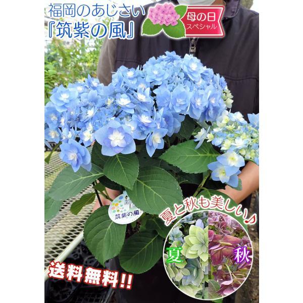 アジサイ.。o○ OW M シングルアジサイ ブルー FS -8363 | 花＆グリーン 通販
