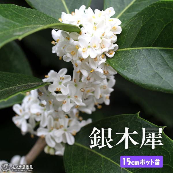 ギンモクセイ （ 銀木犀 ） 15cmポット苗 /【Buyee】