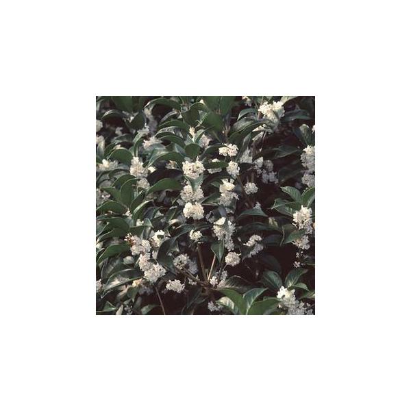 ギンモクセイ （ 銀木犀 ） 15cmポット苗 /【Buyee】