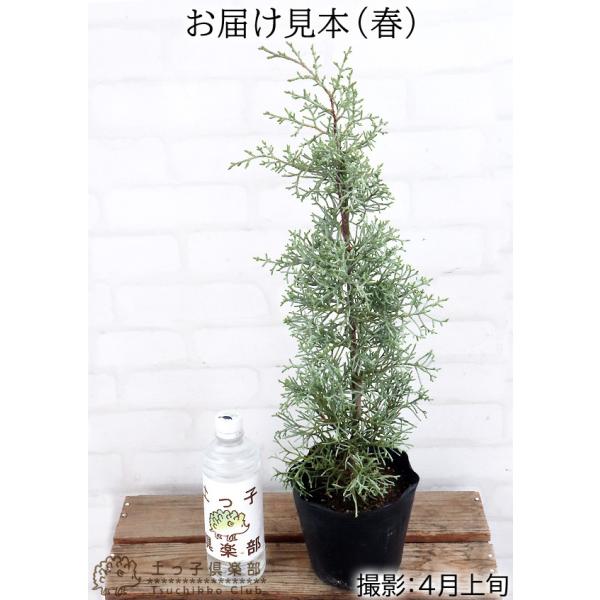 残1 ෆ˚*感謝セールෆ˚* ブルーアイス 1苗 抜き苗 寄せ植え 多肉植物 パシフィックブルーアイズ 抜き苗 多肉植物 センペルビウム