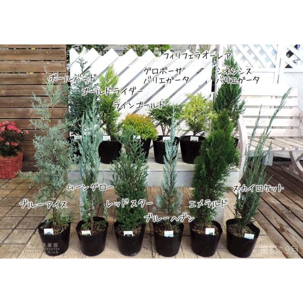 コニファー 『 ブルーアイス 』 12cm〜15cmポット苗 /【Buyee