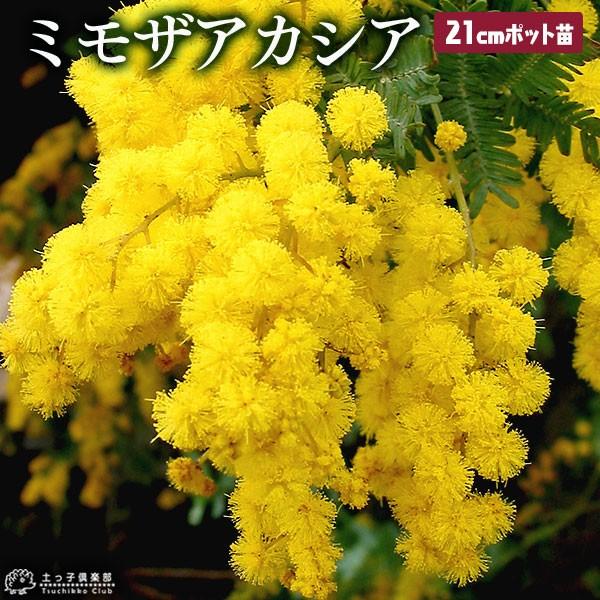 ミモザアカシア 7号大苗 ( 銀葉アカシア ) /【Buyee】 ミモザアカシア 7号大苗 ( 銀葉アカシア ) /【Buyee】