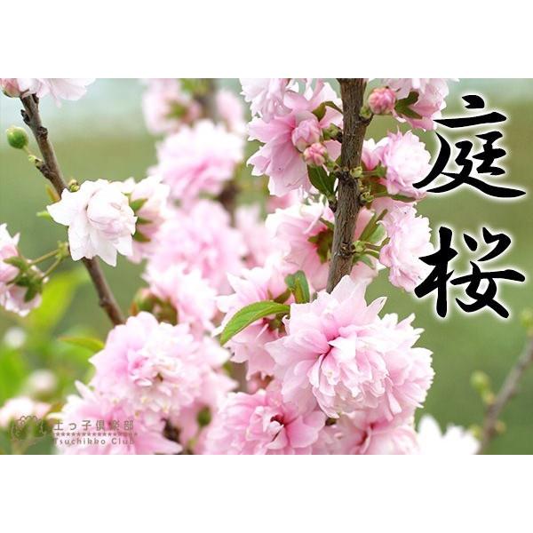 庭桜 （ ニワザクラ ） 』 ピンク （ 八重咲き ） 6号鉢植え