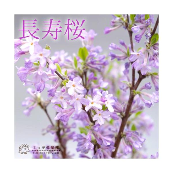 長寿桜 （ チョウジュザクラ ） 4号鉢植え /【Buyee】 Buyee