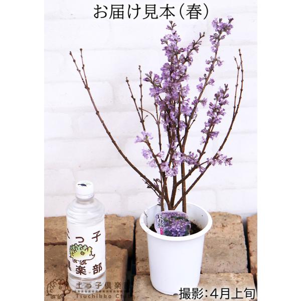 長寿桜 （ チョウジュザクラ ） 4号鉢植え /【Buyee】