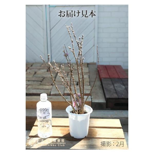 長寿桜 ( チョウジュザクラ ) 4号鉢植え /【Buyee】 長寿桜 ( チョウジュザクラ ) 4号鉢植え /【Buyee】