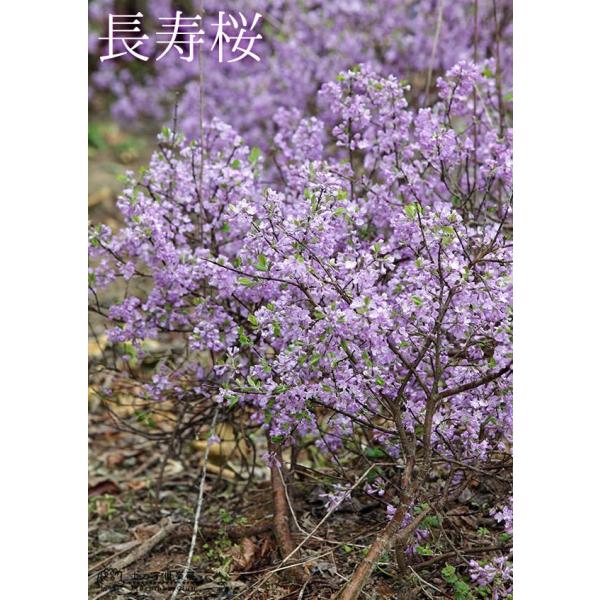 桜ページ CM-10200____1.jpg?v=1641453558