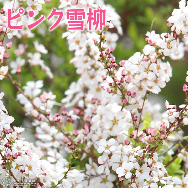 雪柳ページ ピンク雪柳 （ ピンクユキヤナギ ） 5.5号鉢植え /【Buyee】 Buyee