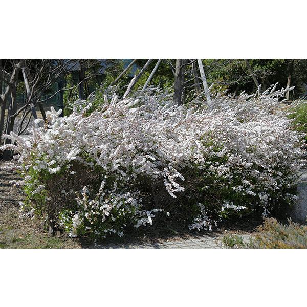 ピンク雪柳 （ ピンクユキヤナギ ） 5.5号鉢植え /【Buyee】 Buyee