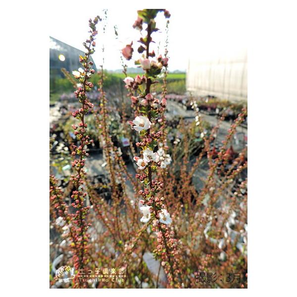 ピンク雪柳 （ ピンクユキヤナギ ） 5.5号鉢植え /【Buyee】 Buyee