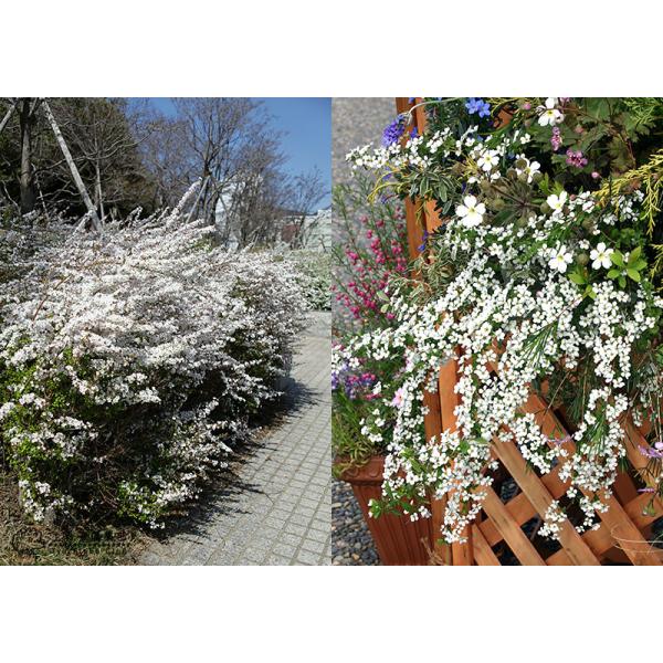 ピンク雪柳 （ ピンクユキヤナギ ） 5.5号鉢植え /【Buyee】 Buyee