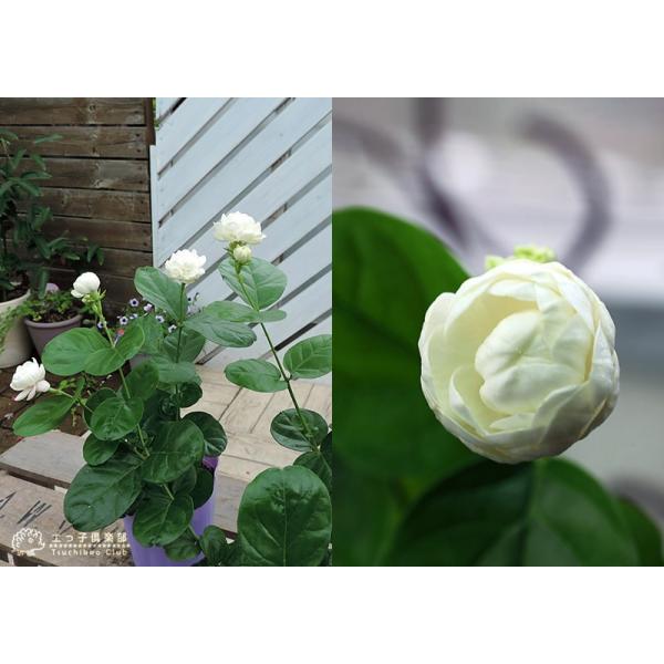 レモンパイ 紫陽花『深海の色』薔薇咲きジャスミン♪ バラ咲き ジャスミン 9cmポット苗 （ 八重咲き / マツリカ