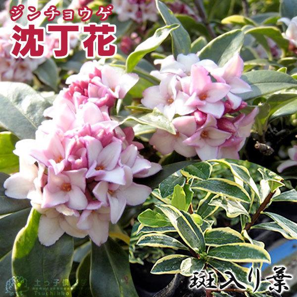 斑入り 沈丁花 赤花 15cmポット苗（ フクリン ジンチョウゲ