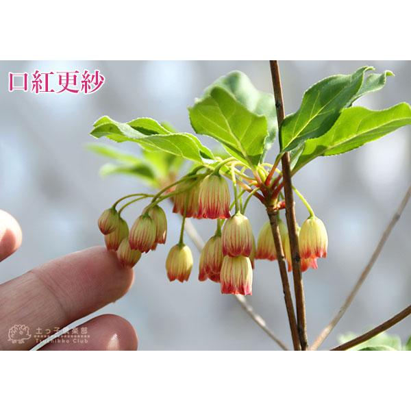 ドウダンツツジ ( 岩しだれ / 口紅更紗 / 黄花 / 柳葉紅 )9cm ドウダンツツジ ( 岩しだれ / 口紅更紗 / 黄花 / 柳葉紅 )9cm