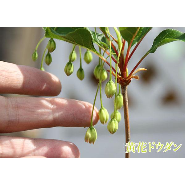 ドウダンツツジ ( 岩しだれ / 口紅更紗 / 黄花 / 柳葉紅 )9cm ドウダンツツジ ( 岩しだれ / 口紅更紗 / 黄花 / 柳葉紅 )9cm