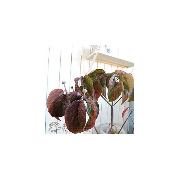 ハナミズキ 『 アップルブロッサム 』 5号鉢植え 花芽付き /【Buyee】