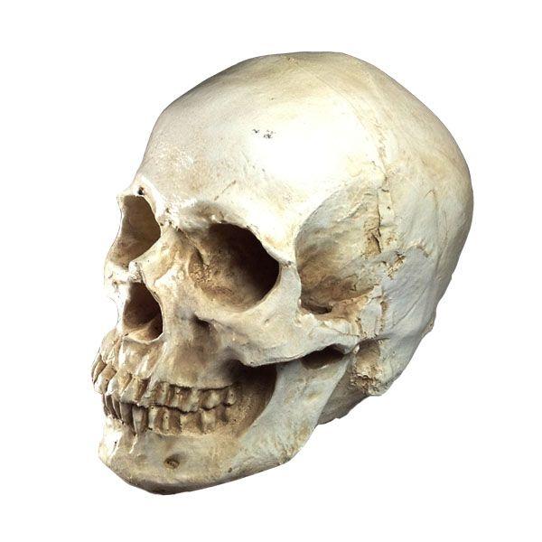 頭蓋骨の模型 インテリア 置物 小道具 髑髏 ドクロ スカル 販売 通販