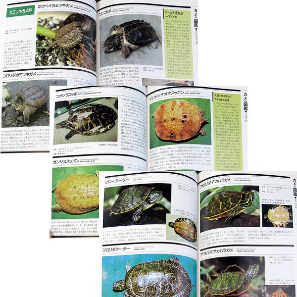 亀ページ お得，人気SALE 【L34】 AF35 AF34 ライブDio 純正 シリンダーセット