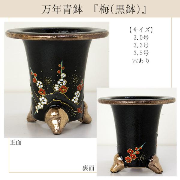 ◇京楽焼窯元「愛楽園」直送◇『万年青鉢(おもと鉢) 梅(黒鉢)・梅(白鉢
