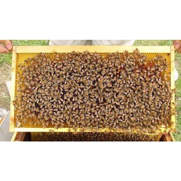 種蜂 養蜂 西洋蜜蜂