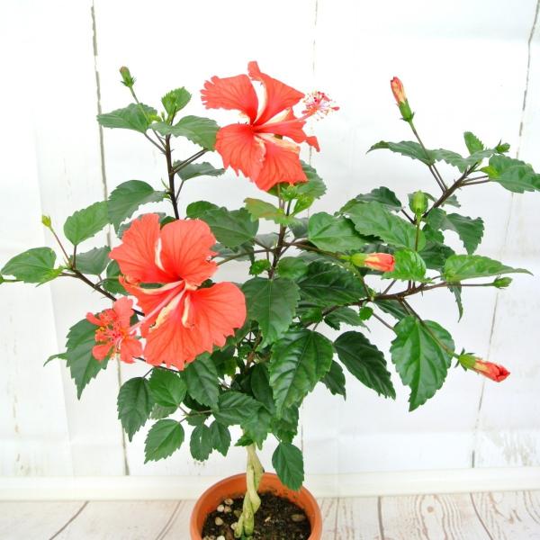 トト様専用 ハイビスカス 苗木 レッドフラミンゴ G ハイビスカス 苗