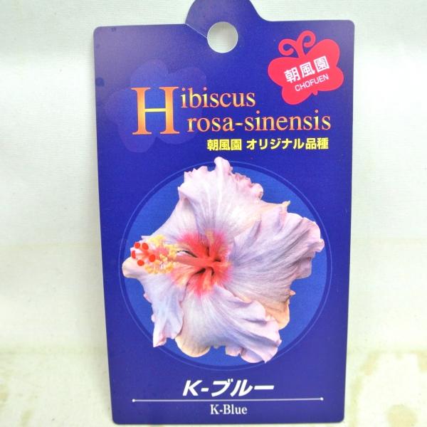ハイビスカス K-ブルー オリジナル品種 5号鉢 朝風園 希少品種 数量 