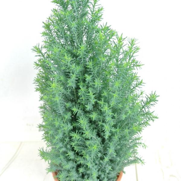 コニファー スノーホワイト 4号鉢 針葉樹 寄せ植え シンボルツリー