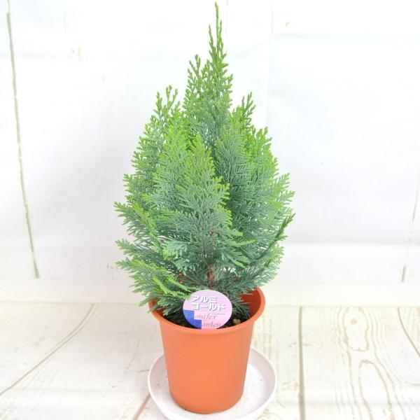 コニファー アルミゴールド 4号鉢 針葉樹 寄せ植え シンボルツリー
