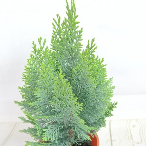 コニファー アルミゴールド 4号鉢 針葉樹 寄せ植え シンボルツリー