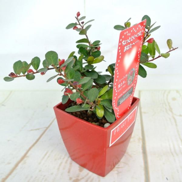 ハートツリー 4号鉢 ハート形のかわいらしい実をつける ハリツルマサキ
