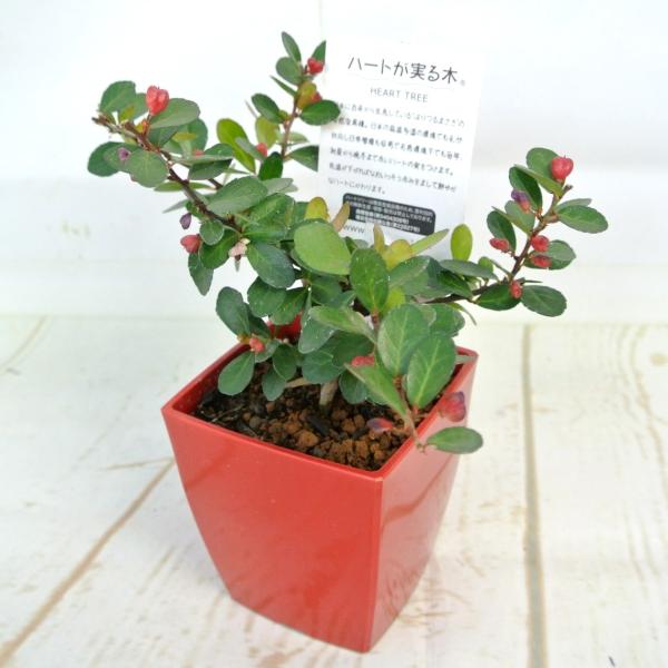 ハートツリー 4号鉢 ハート形のかわいらしい実をつける ハリツルマサキ