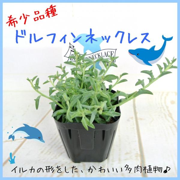 ドルフィンネックレス 多肉植物 超希少品種 3号ポット苗 セネキオ