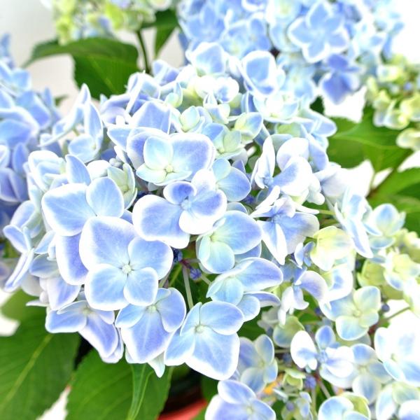 アウトレット】アジサイ ありがとう 3980円→1780円 きれいなブルー 5