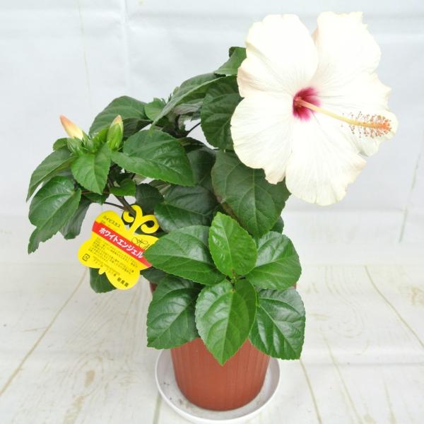 ハイビスカス絵本様ミキ商品バラ ハイビスカス 一重咲き 2色寄せ植え ニューロングライフ 5号鉢