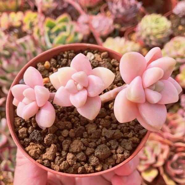 【速達付】33 ブラックピンク錦　ブラックピンクプリンス錦　多肉植物　輸入苗 ピンクハリン錦 厳選韓国苗 多肉 抜き苗 ネームタグ付き 多肉