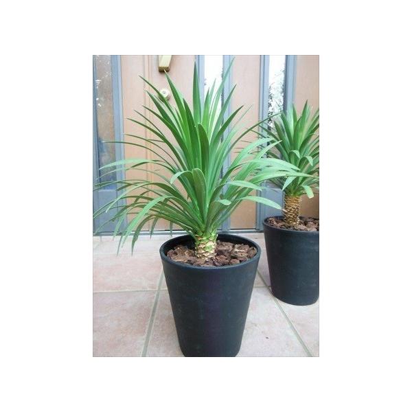 庭木　ユッカ？ ◎ユッカ・デスメティアーナ・50◎デスメティアナ◎リゾート庭木