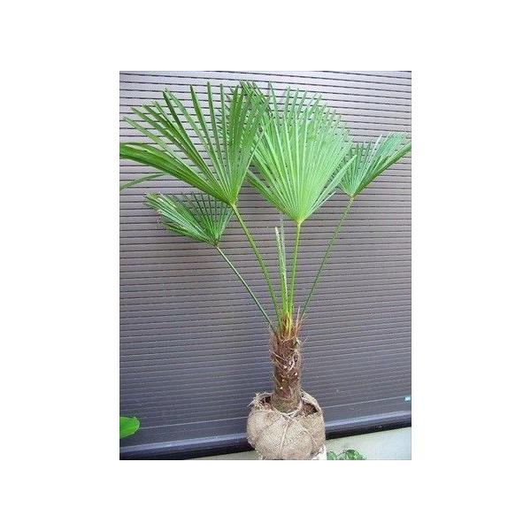 トウジュロ　(唐棕櫚、シュロの木) トウジュロ（唐棕櫚・しゅろ）＜植物（苗木・植木）生産販売