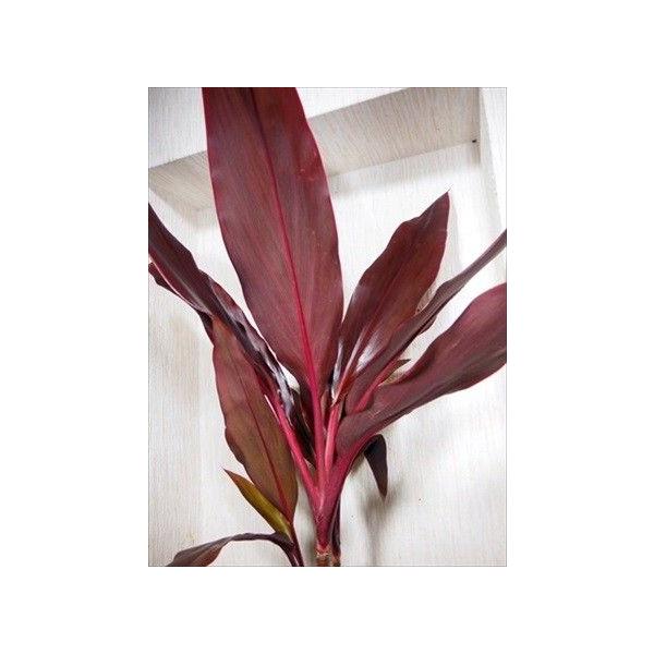 赤葉ティ・リーフ◎ハワイアン◎ティーリーフ・M◎リリノイ◎観葉植物